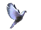 Dove of remembrance